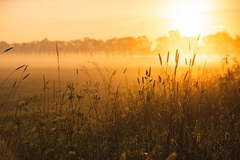 Sonnenaufgang im Feld