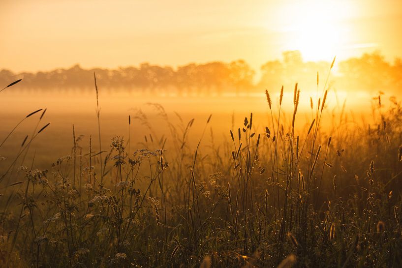 Sonnenaufgang im Feld von Manon Verijdt