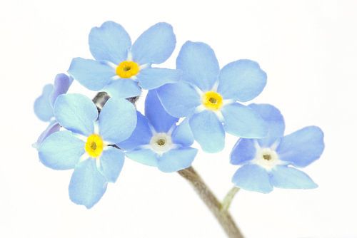 Vergeet-mij-nietjes op een witte achtergrond
