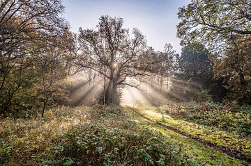 Sunbeams in the forest by Adriaan Westra