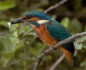 Eisvogel.