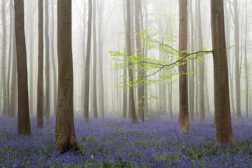 Grüne Buchenblätter und lila Glockenblumen in Hallerbos