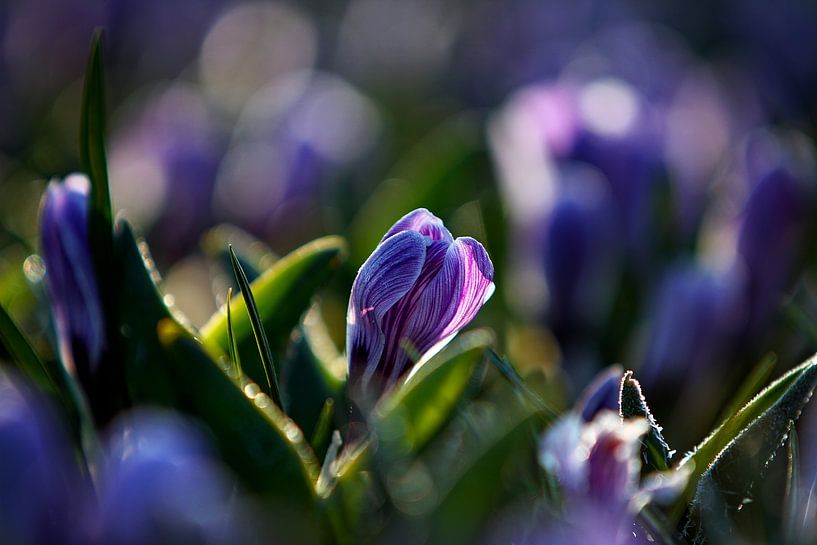 frozen crocus by Elle Elskamp