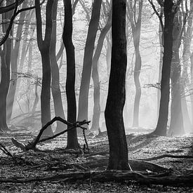Zonneharpen in een mistig bos
