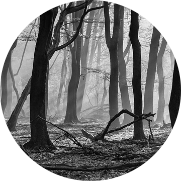 Zonneharpen in een mistig bos van Martin Winterman