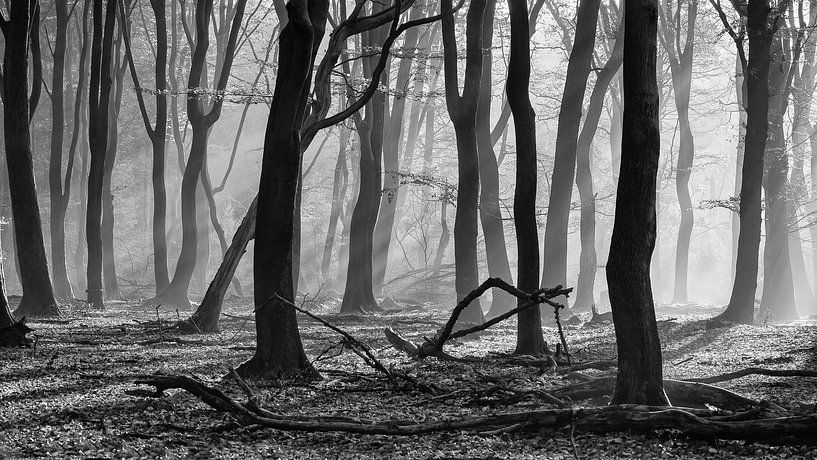 Sonnenharfen in einem nebligen Wald von Martin Winterman