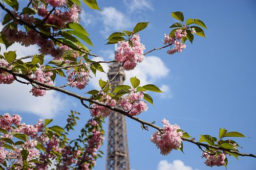 Paris in Bloom