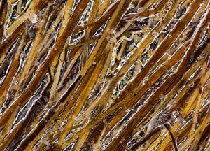 Bevroren gras von Richard van der Hoek