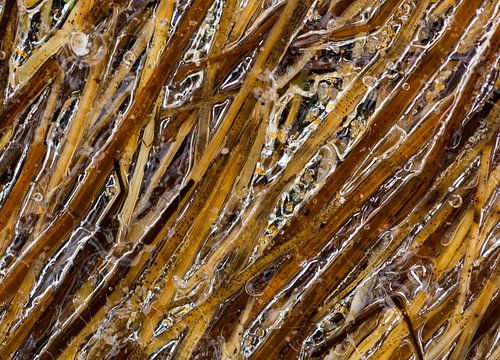 Bevroren gras sur Richard van der Hoek