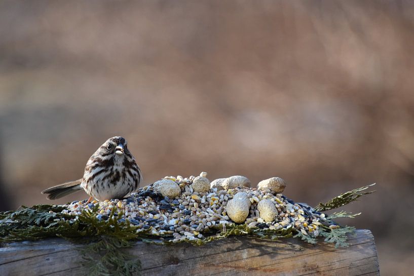 A sparrow at the feeder by Claude Laprise