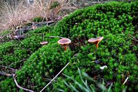 Paddenstoelen op mos