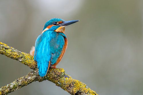 Ijsvogel (Nederland)