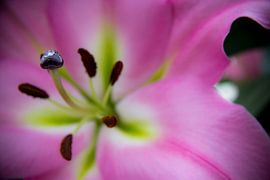 Pink Lilly. von Luke Price