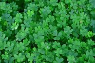 Lucky clover by Theo van Woerden thumbnail