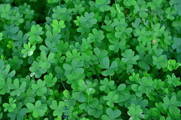 Lucky clover by Theo van Woerden