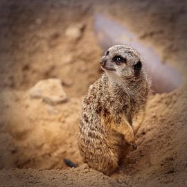 Stokstraat von Rob Boon