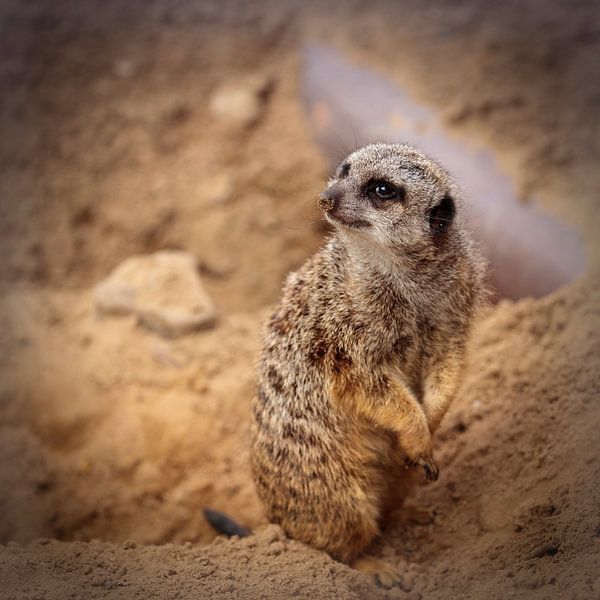 Meerkat by Rob Boon