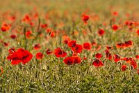 Mohnblumen