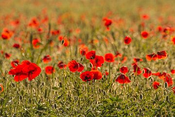 Poppies by Katrin Engl