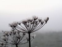 Nebeltropfen und Spinnennetze