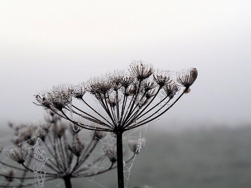 Gouttes de brouillard et toiles d'araignées