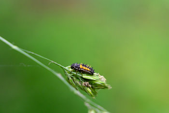 Aziatische Lieveheersbeestje op een groen blaadje