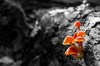 Herfst