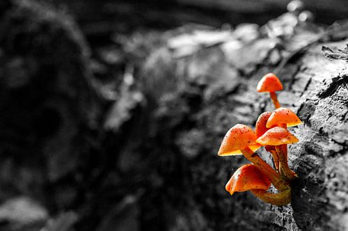 Herfst