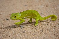 Kameleon