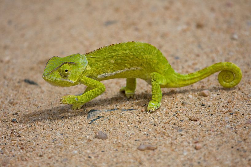 Chameleon by Patries Photo