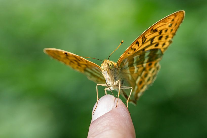 Ein Kaisermantel Schmetterling sitzt auf meinem Zeigefinger von Uwe Ulrich Grün
