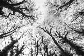 Silhouettes of tree branches against sky in autumn in black and white by Jan Fritz