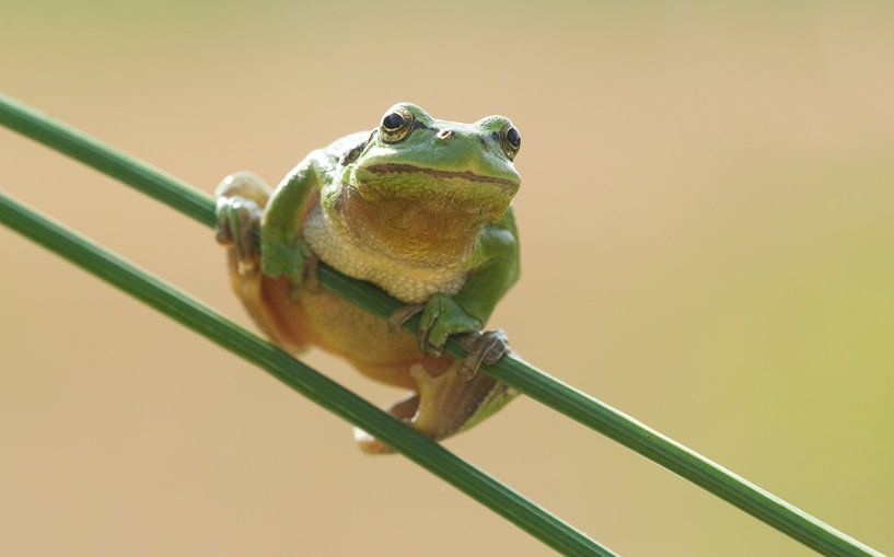 Tree frog on pitrus grass in green by Jeroen Stel