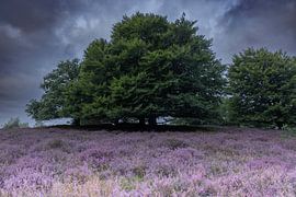 Heath by Nadine Van Schie
