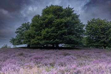 Heath by Nadine Van Schie