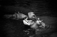 Een nijlpaard, Hippopotamus amphibius in zwart-wit