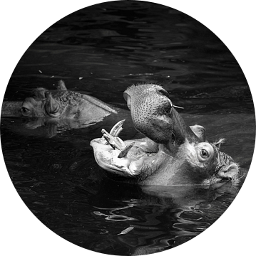 Een nijlpaard, Hippopotamus amphibius in zwart-wit van Christoph Jirjahlke