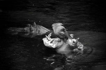 Un hippopotame l'Hippo, Hippopotamus amphibius en noir et blanc sur Christoph Jirjahlke