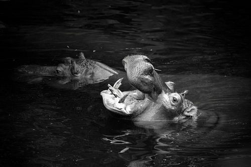 Een nijlpaard, Hippopotamus amphibius in zwart-wit