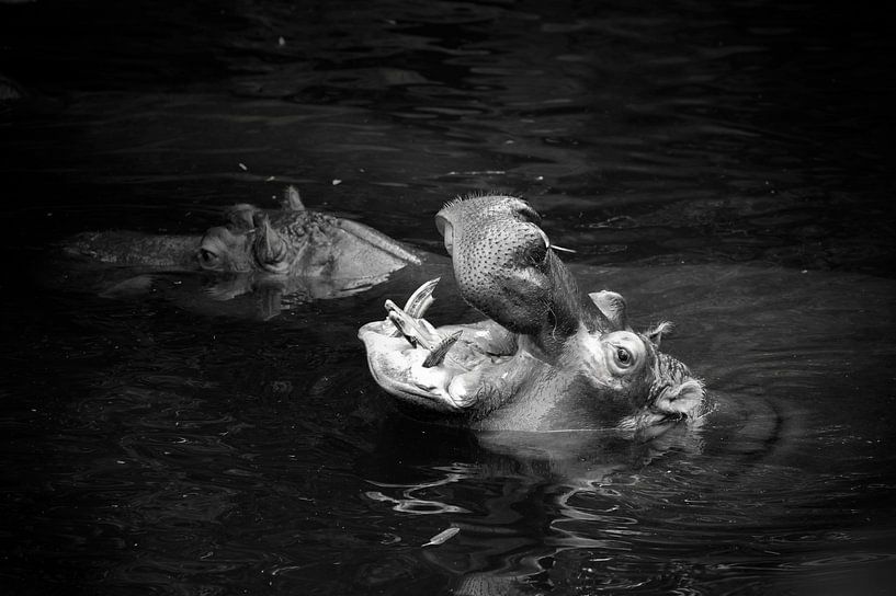 Ein Nilpferd das Hippo, Hippopotamus amphibius in schwarz und weiß von Christoph Jirjahlke