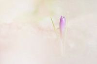 Mist