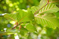 Beech leaves
