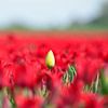 Eine geschlossene gelbe Tulpe in einem roten Tulpenfeld von Gerard de Zwaan