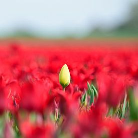 Eine geschlossene gelbe Tulpe in einem roten Tulpenfeld von Gerard de Zwaan