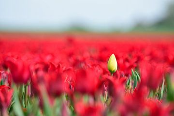 Eine geschlossene gelbe Tulpe in einem roten Tulpenfeld