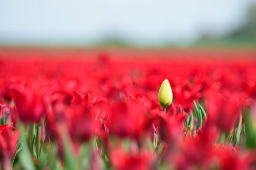 A closed yellow tulip in a red tulip field by Gerard de Zwaan