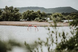 Wilde Flamingos in der Natur | Curaçao, Antillen