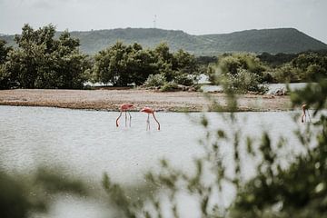 Wilde flamingo's in de natuur | Curaçao, Antillen van Trix Leeflang