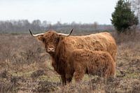 Schotse Hooglander