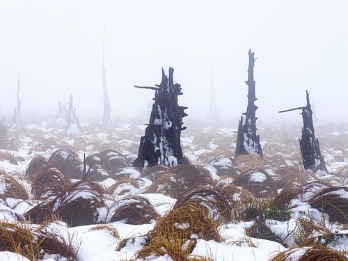 Het landschap van de 'Dode Bomen'